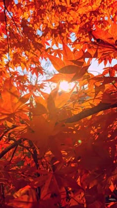 the sun shines through some leaves in an autumn scene with red and orange colors