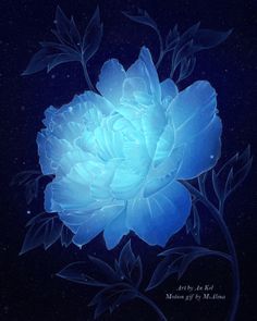 a blue flower on a black background