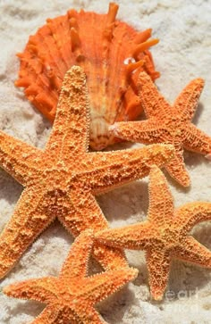 three starfishs are laying on the sand next to a sea urchin and an orange shell