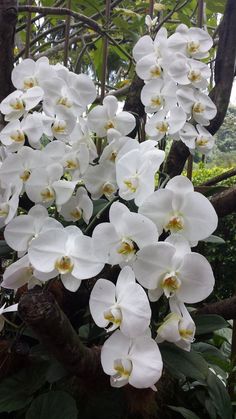 white orchids are blooming in the garden