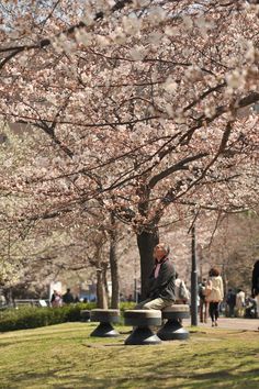 a man sitting on a park bench under a tree with lots of pink blossoming flowers