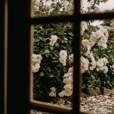 white flowers are seen through an open window