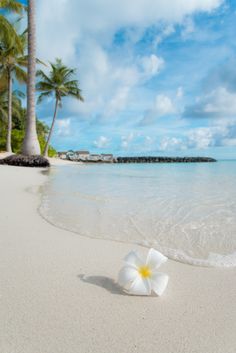 a white flower laying on top of a sandy beach next to the ocean and palm trees