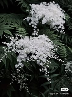 some white flowers and green leaves on a black background