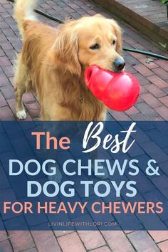 a brown dog holding a red frisbee in its mouth with the words, the best dog chews and dog toys for heavy chewrs