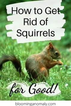 a squirrel in the grass with text overlay reading how to get rid of squirrels for good