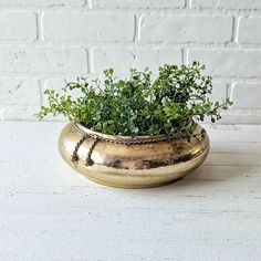 a potted plant sitting on top of a white table