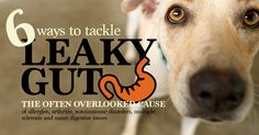 a dog with the words 6 ways to tackle leaky guts