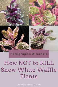 how not to kill snow white waffle plants with text overlay that reads, how not to kill snow white waffle plants