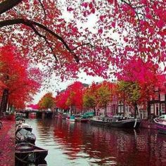 boats are lined up along the water in front of trees with red leaves on them