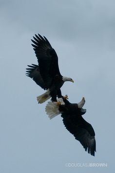 two bald eagles are flying in the sky