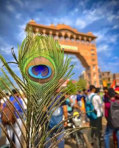 a peacock feather sitting on top of a plant in front of a crowd of people