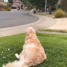 a dog is sitting in the grass looking at someone on a motorcycle behind him and he has his back turned to the camera