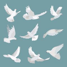 white doves flying in the sky on a blue background stock photo and royalty images