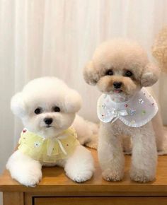 two white poodles sitting next to each other on top of a wooden table