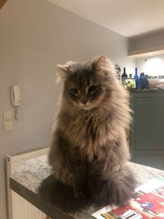 a fluffy cat sitting on top of a counter