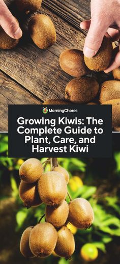 growing kiwis the complete guide to plant care and harvest by harvest kiwi