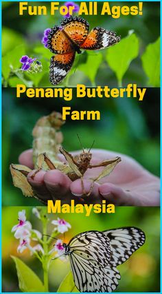 butterflies and flowers are shown with the words fun for all ages, penang butterfly farm