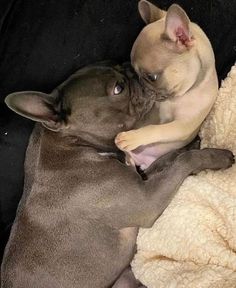 two small dogs cuddle together on a blanket in the back of a car,