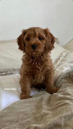 a small brown dog sitting on top of a bed