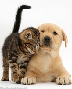 a cat and dog playing together in front of a white background with the puppy's paw touching it's face