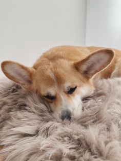 a small dog laying on top of a fluffy gray fur covered floor mat with his head resting on it's paws