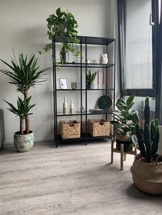 a living room filled with lots of plants and potted plants on top of shelves