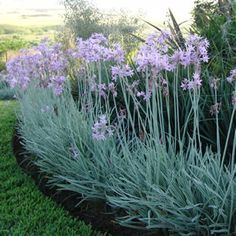 some purple flowers are growing in a garden