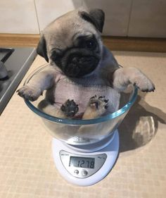 a pug dog sitting in a bowl on top of a scale