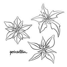 four different types of flowers drawn in black and white on a white background with the word ponettila written below