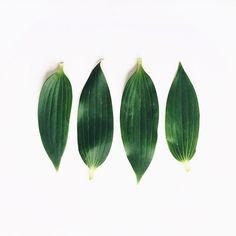 three green leaves on a white background