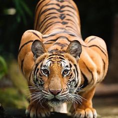 a tiger walking across a body of water