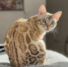 a cat with blue eyes sitting on top of a bed