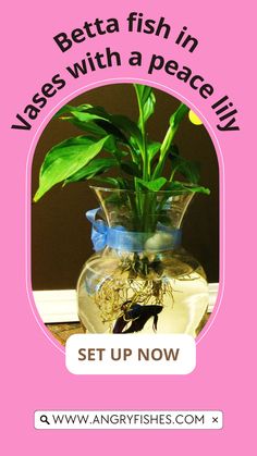 a glass vase filled with water and plants on top of a wooden table next to a pink background