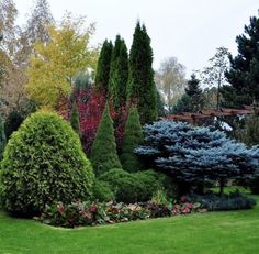 an assortment of trees and shrubs in a garden area with green grass, blue bushes, and red flowers