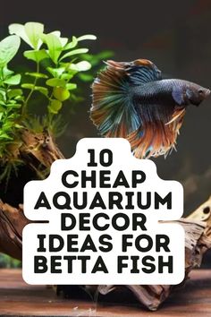 there is a fish that is swimming in the water and it's caption reads 10 cheap aquarium decor ideas for betta fish