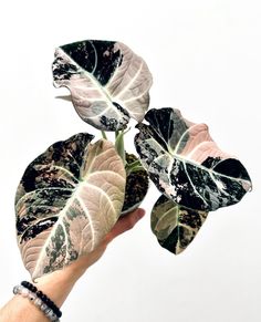 a hand is holding a plant with green and white leaves in front of a white background