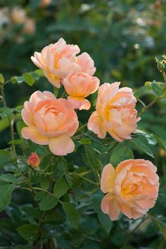 three peach colored roses with green leaves in the foreground and on the far side