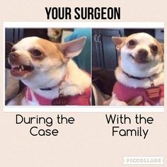 two pictures of a dog with their mouths open and the caption says, your surgeon during the case with the family