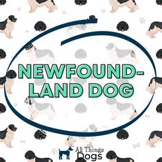 a group of dogs with the words newfound - land dog