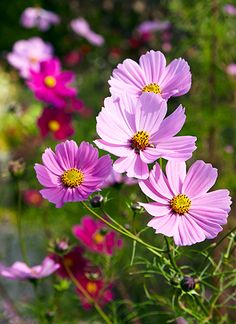 pink flowers are blooming in a field with green grass and other plants behind them