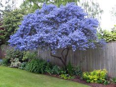 a large blue tree in the middle of a garden next to a wooden fence and green grass