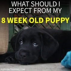 a black dog laying on the ground with text over it that says, what should i expect from my 8 week old puppy?