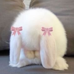 a white bunny with pink bows on its ears