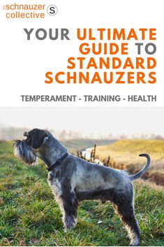 the ultimate guide to standard schnauzer training