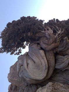 a tree that is growing out of some rocks