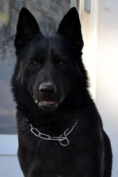 a large black dog sitting in front of a door with a chain on it's collar