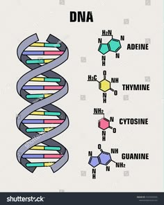 a diagram of the structure of a genena stock photo royalty and royalty illustration image