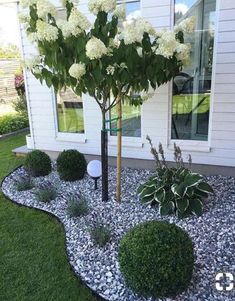 a white flowered tree sitting in the middle of a garden next to a house