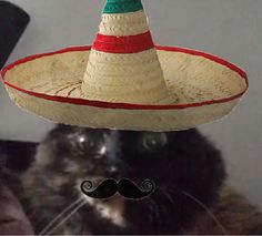 a cat wearing a sombrero with a fake mustache